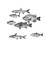 FISHES_X.LBM