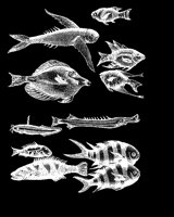 FISH9.LBM