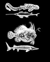 FISH8.LBM