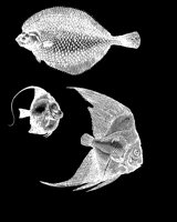 FISH10.LBM
