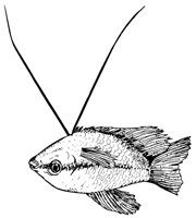FISH1.LBM