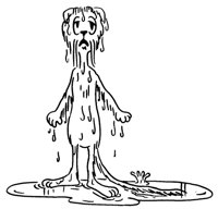 WETCAT.LBM
