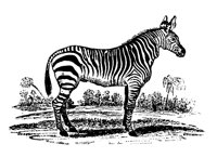 ZEBRA2.LBM