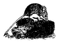 YNMOUSE.LBM