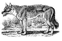 WOLF.LBM