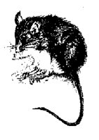 WMOUSE2.LBM