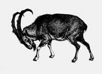 WILDGOAT.LBM