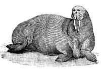 WALRUS.LBM
