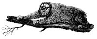 SLOTH.LBM
