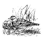 SKYLARK.LBM