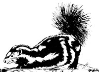 SKUNK02.LBM