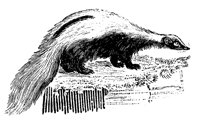 SKUNK.LBM