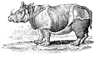 RHINO.LBM