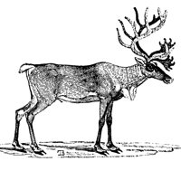 REINDEER.LBM