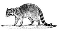 RACOON.LBM