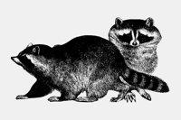 RACCOON2.LBM