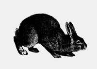 RABBIT2.LBM