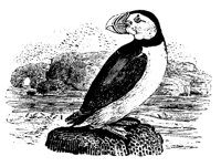 PUFFIN.LBM