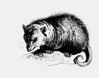 POSSUM.LBM
