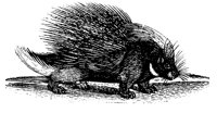 PORCUPIN.LBM