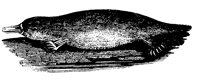 PLATYPUS.LBM