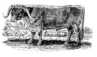 OX.LBM