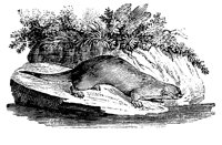 OTTER2.LBM