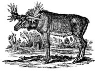 MOOSE.LBM