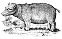 HIPPO.LBM
