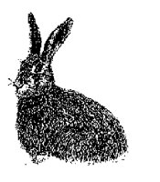 HARE1.LBM