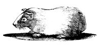 GUINEAPG.LBM