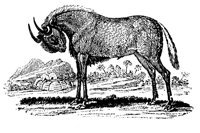 GNU.LBM