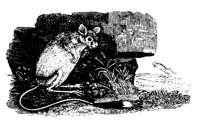 GERBIL.LBM