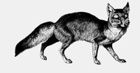 FOX.LBM
