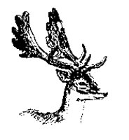 BUCK.LBM