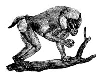 BABOON.LBM
