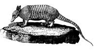ARMADILO.LBM