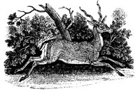 ANTELOPE.LBM