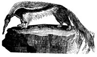 ANTEATER.LBM