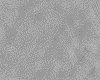 IMG016.IFF.gst.iff