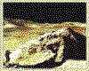 IMG021.GIF.cst.iff