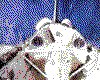 IMG018.GIF.cst.iff