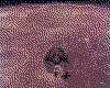 IMG002.GIF.cst.iff