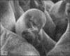 IMG104.GIF.gst.iff