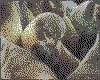 IMG104.GIF.cst.iff