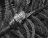 IMG103.GIF.gst.iff