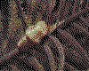 IMG103.GIF.cst.iff