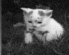 IMG102.GIF.gst.iff
