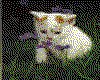 IMG102.GIF.cst.iff