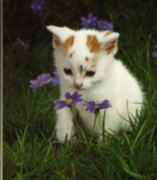 IMG102.GIF